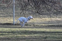 a white dog running with a frisbee