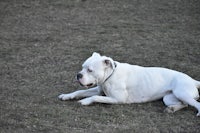 a white dog laying in the grass