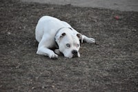 a white dog laying on the ground