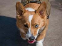 a dog wearing a backpack