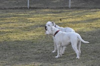 two white dogs standing in a field