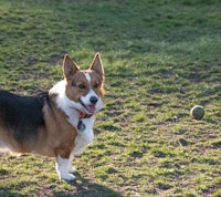 a dog standing in a field with a frisbee