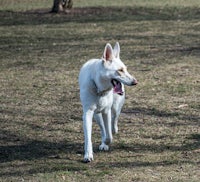 a white dog is running in a park with a frisbee