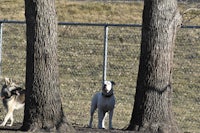 a chain link fence