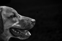 a black and white photo of a dog