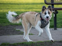 a dog running in a park