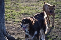 a dog and a cat in a park