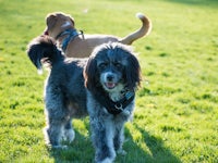 two dogs standing on a grassy field