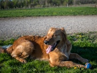 a golden retriever laying on the grass