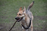 a dog with a stick in its mouth