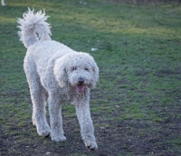 a white poodle walking in a park