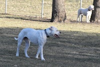 a white dog standing in a field