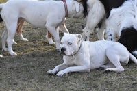 a group of dogs laying in a field