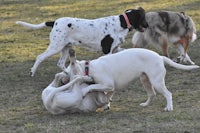 a group of dogs playing with a frisbee