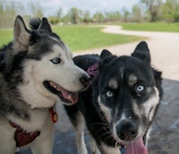 two huskies standing next to each other