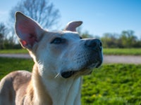 a dog looking up at the sky