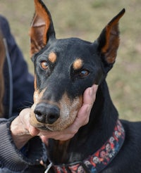 a black and tan dog is petting a woman's hand