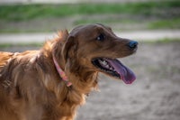 a dog with its tongue out looking at a frisbee