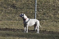 a white dog standing next to a chain link fence