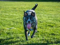 a dog is running in a field with a frisbee