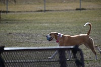 a dog with a frisbee in its mouth