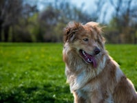 a golden retriever dog sitting in the grass