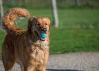 a dog with a frisbee in its mouth