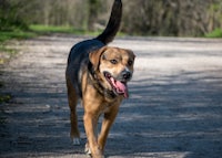 a dog walking down a dirt road