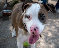 a brown and white dog with its tongue out