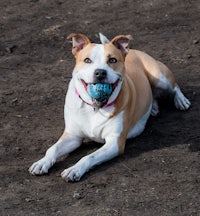 a dog laying on the ground with a frisbee in its mouth