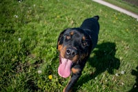 a black and tan dog is walking in the grass