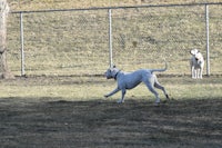 two dogs running in a field with a frisbee in their mouths