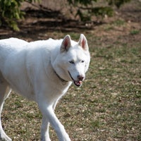 a white husky dog walking in the grass