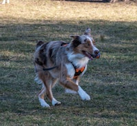 a dog running with a frisbee