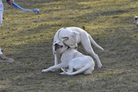 two white dogs playing with a frisbee in a field