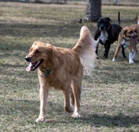 a group of dogs running in a field