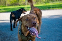 a brown dog with its tongue out